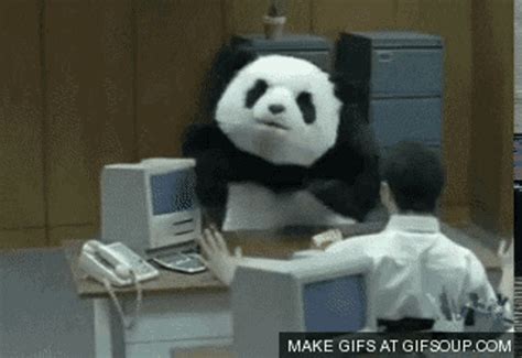 panda gif|panda office gif.